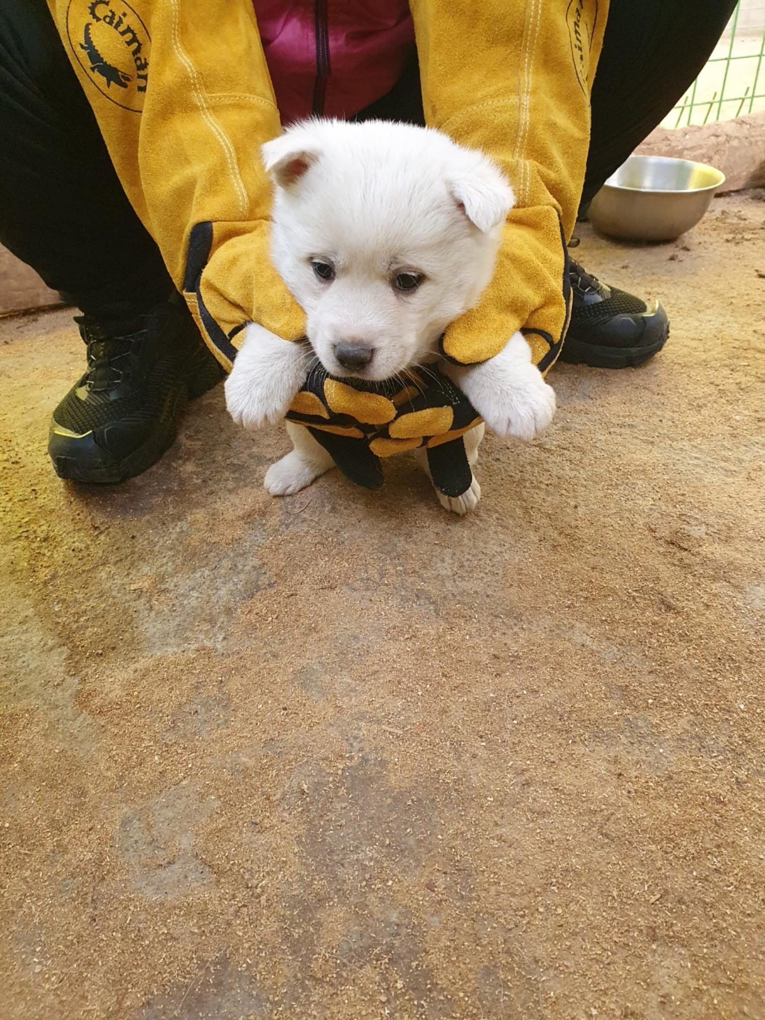 학교동물임시보호센터_446496202400517